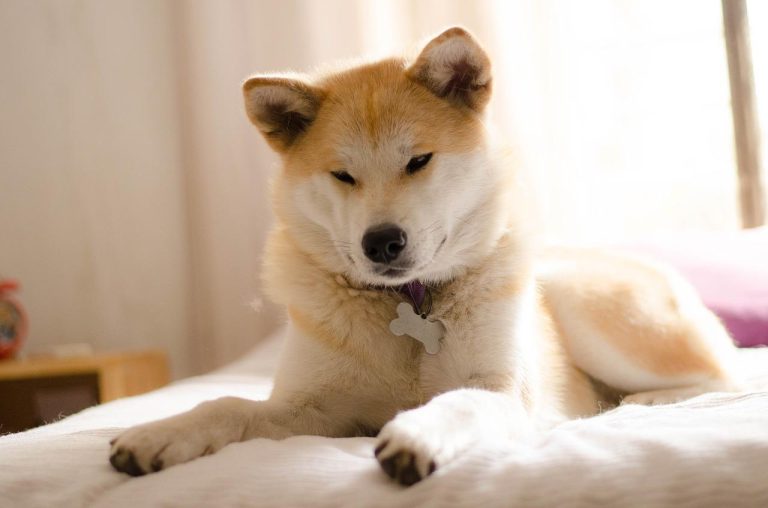 Akita inu dog personality