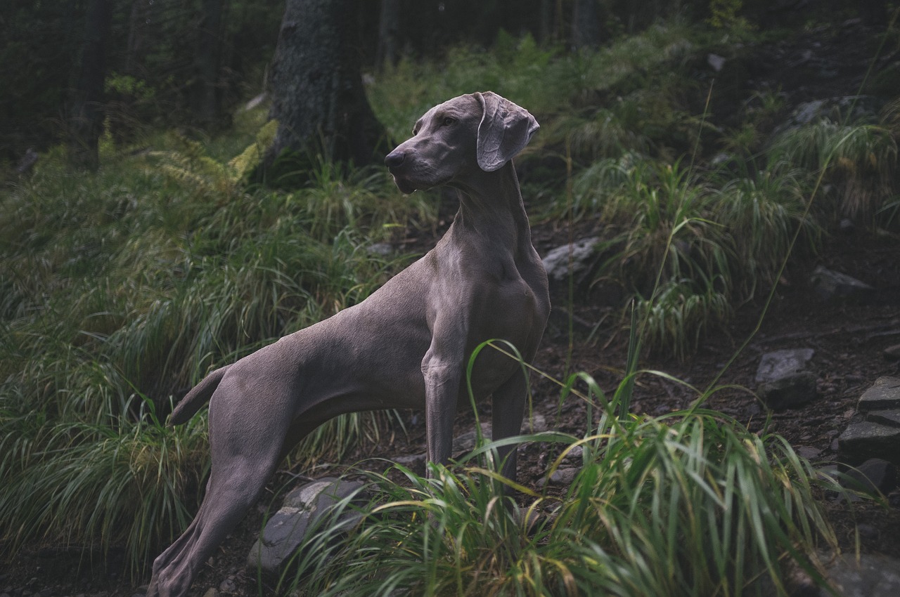 Italian greyhound whippet