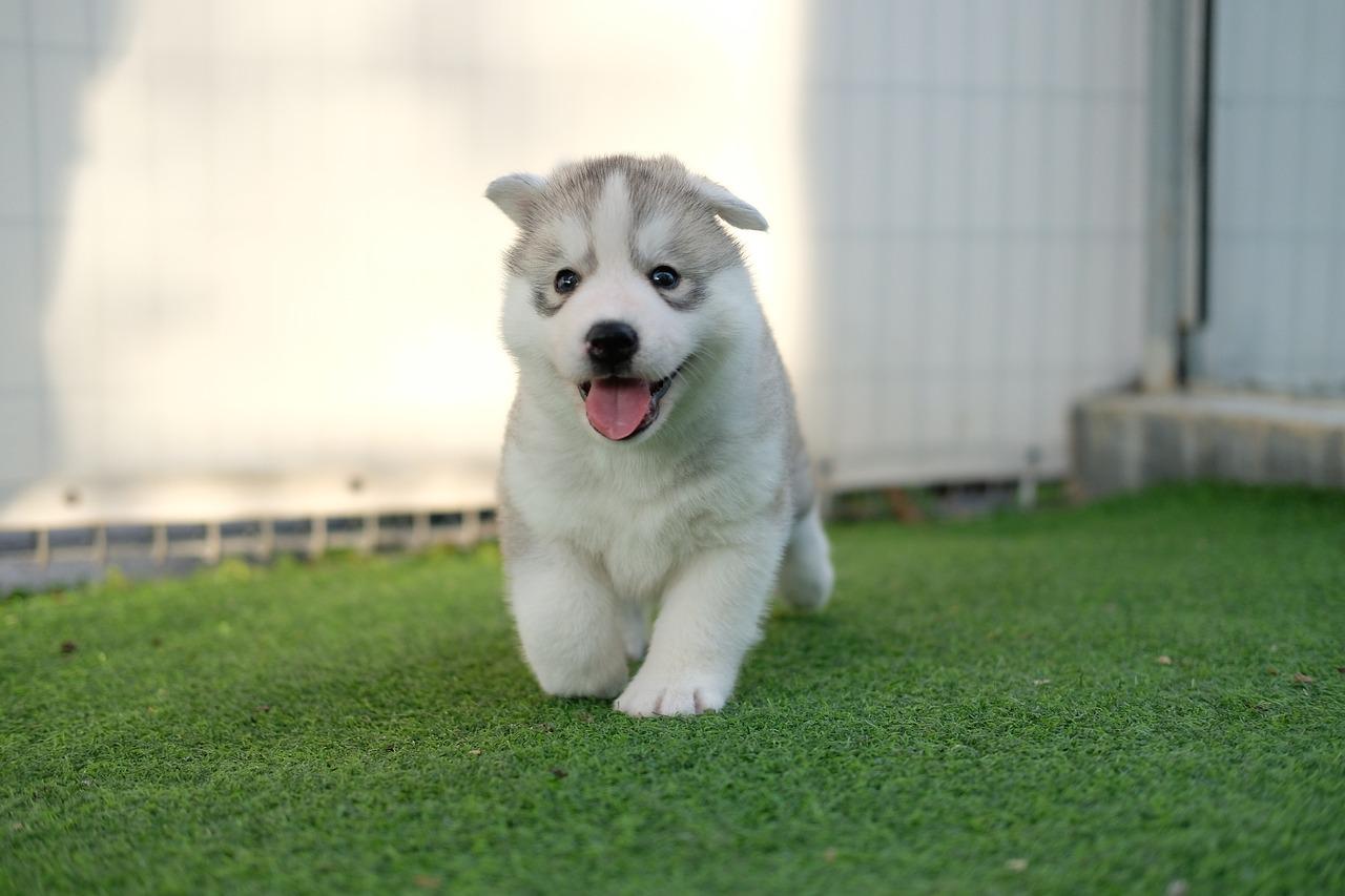How much are akita inu puppies